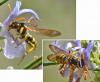 Nomada succincta